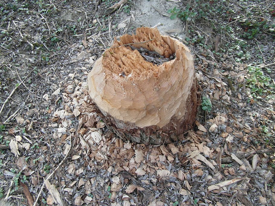 beaver, work, log, cone, chips, gnaw, nager, cases, tree, nature conservation
