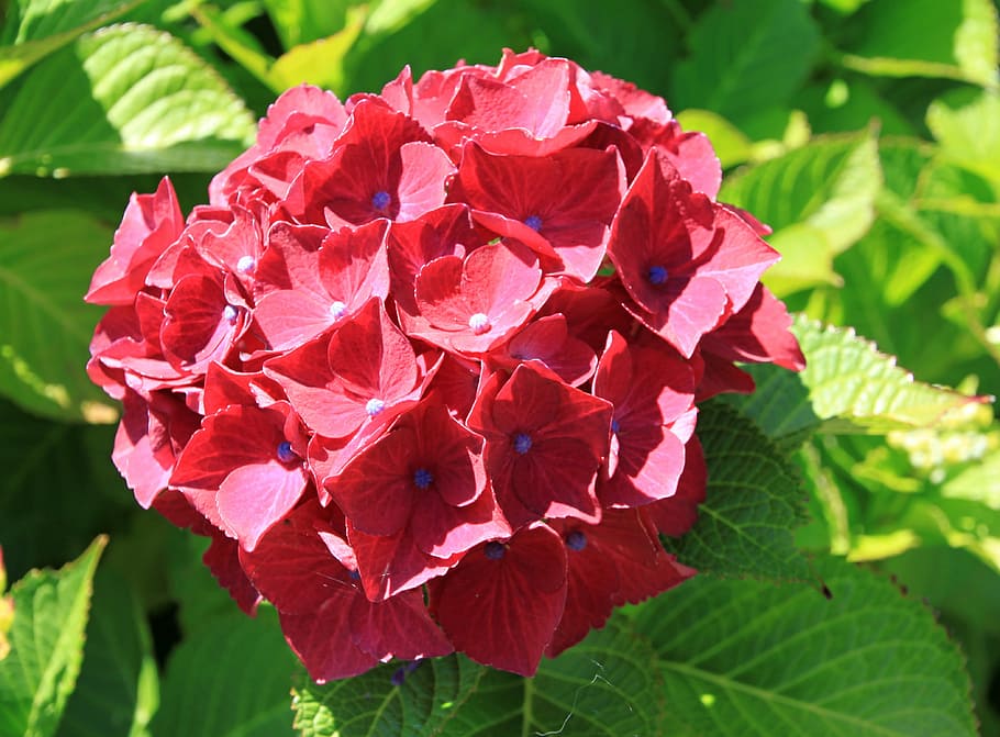 flower, red, macro, blossom, bloom, red flower, nature, close HD wallpaper