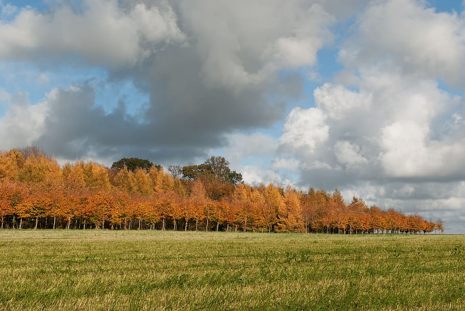 fall, landscape, nature, trees, colors, fall colors, leaves fall HD wallpaper