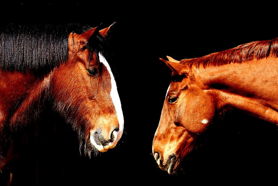 photography of brown horses, friendship, horse stable, shire horse, HD wallpaper