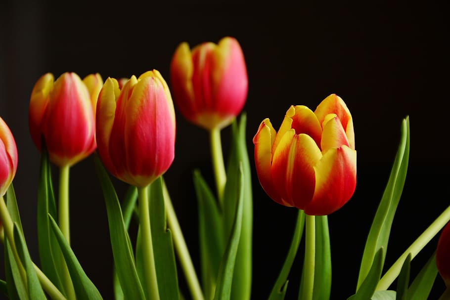 Fresh tulip flowers, nature, tulips, springtime, plant, season, HD wallpaper