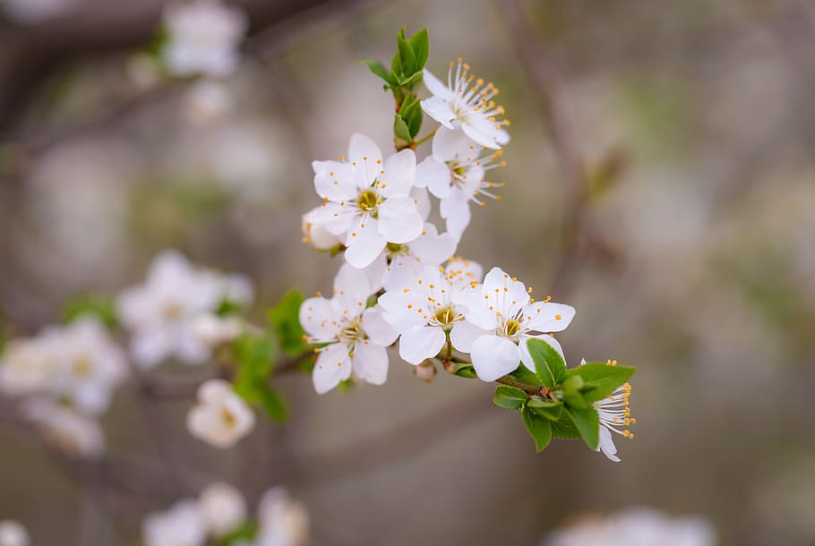 white, petals, flower, bloom, blossoms, blur, tree, branch HD wallpaper