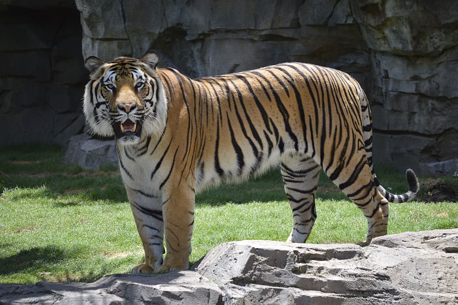 tiger on grass, Zoo, stopped, one animal, full length, animal wildlife HD wallpaper