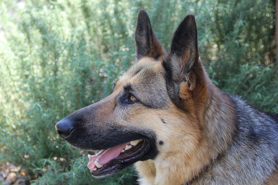 german shepherd, dog, canine, loyal, guard, doggy, tongue, one animal, HD wallpaper