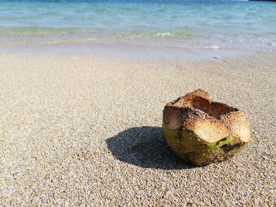 Coconut, Asia, Fruit, Open, beach, sand, sea, nature, sunlight HD wallpaper