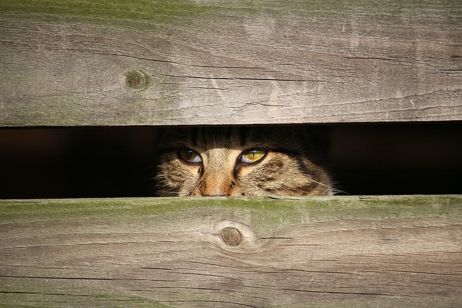 brown cat beside brown wood plank, kitten, young cat, mackerel, HD wallpaper