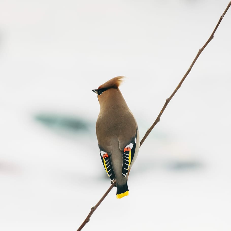 gray and multicolored bird perched on twig, brown cockatiel on tree branch HD wallpaper