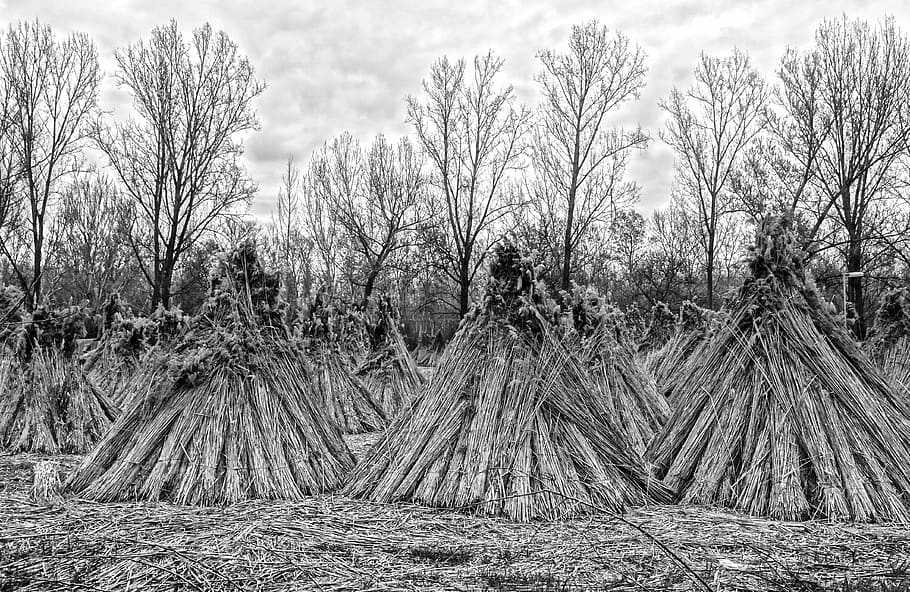 reed, reed stack, nature, black and white, plant, tree, land HD wallpaper