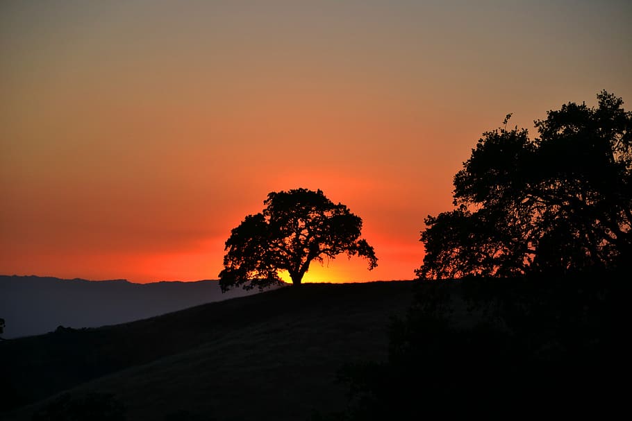 twilight, sunset, tree, abendstimmung, himmelröte, afterglow, HD wallpaper