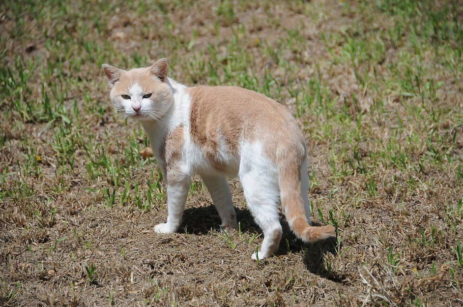 cat, kitty, pet, ginger, outdoors, animal themes, mammal, one animal HD wallpaper
