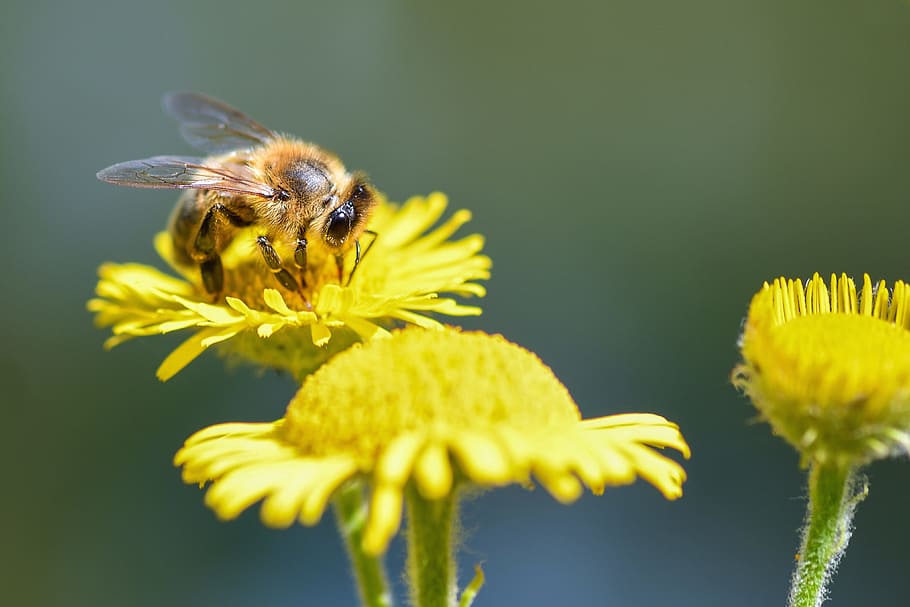 bee, forage, flower, insect, macro, flowering plant, freshness HD wallpaper