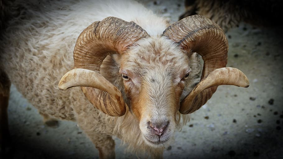 zoo, horns, bock, animal themes, mammal, livestock, domestic