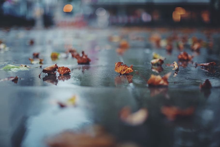 withered leaf on concrete slab, selective focus of fallen leaves on gray ground HD wallpaper