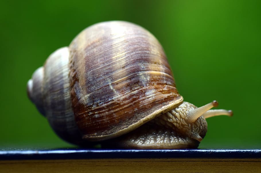 microphoto of snail, shell, mollusk, nature, reptile, animal HD wallpaper