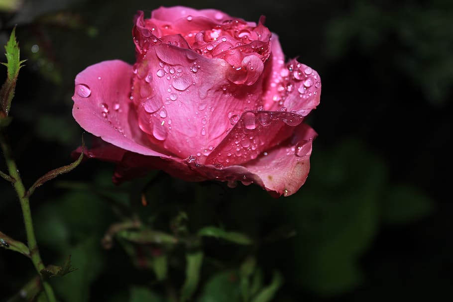 HD wallpaper: flower, rosa, night, rain, drops, nature, flowers, spring ...