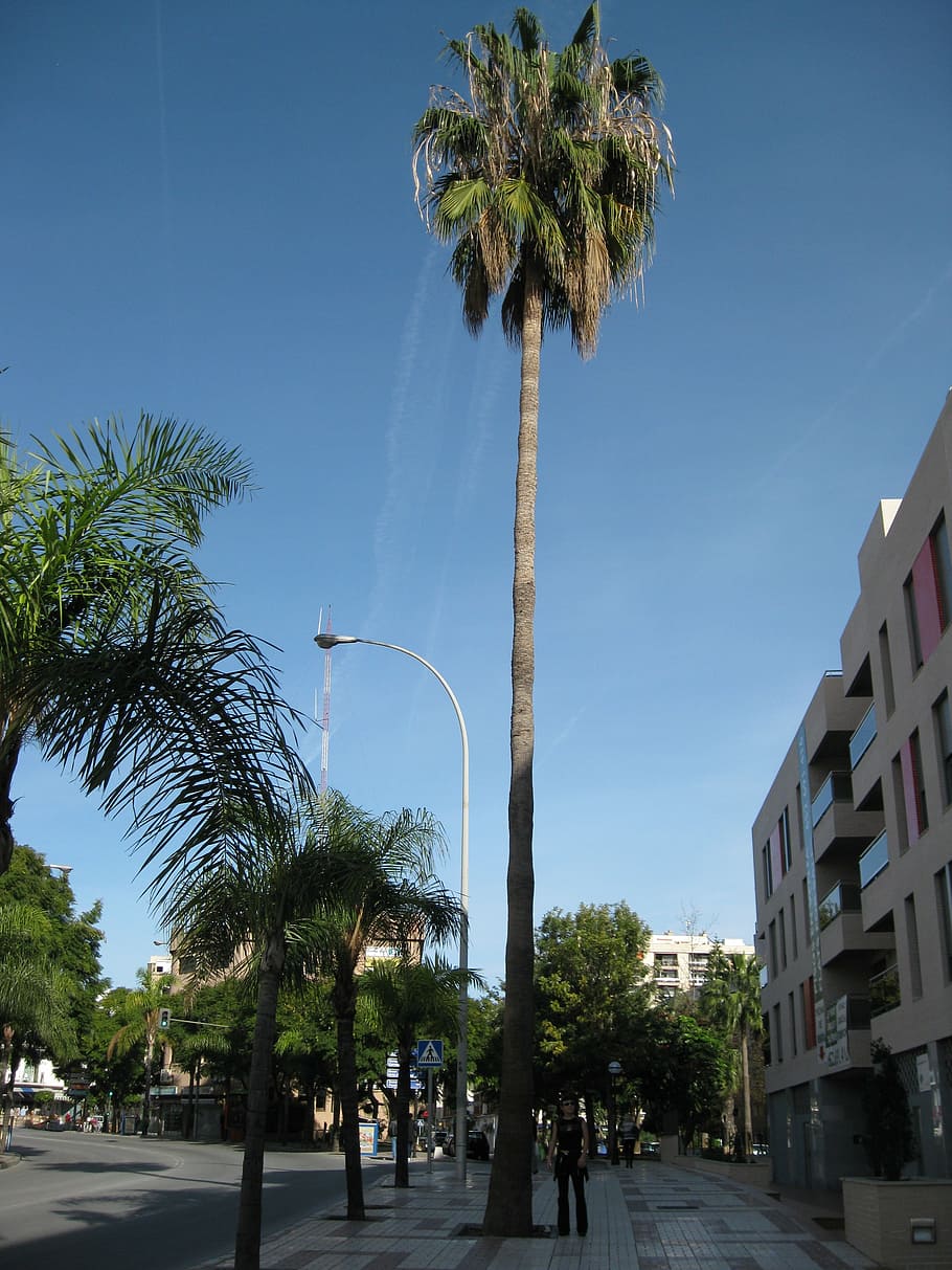 Небоскребы пальмы. Тропическая улица. Марокко пальмы. Голубая Пальма фото. Плант улица