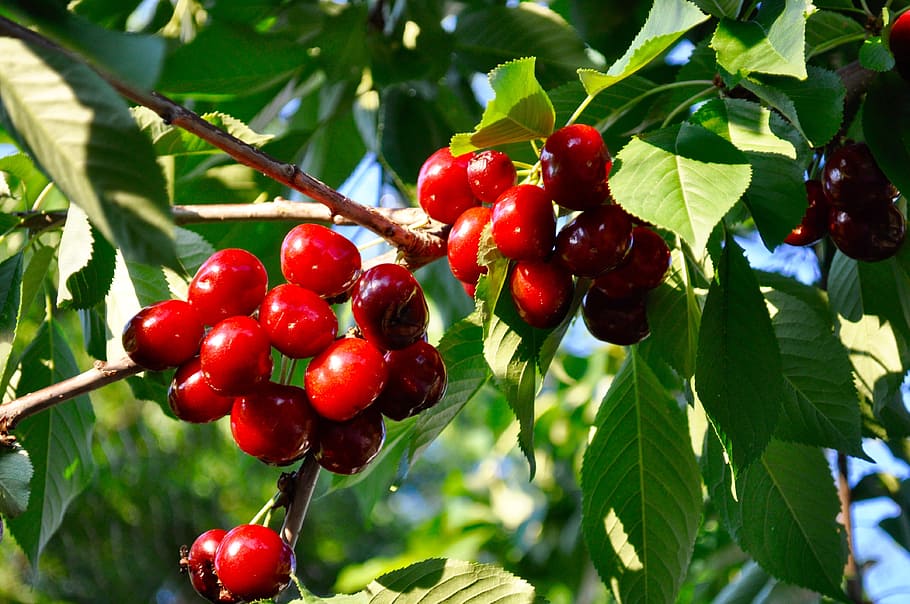 Cherry, Fruit, Tree, Berry, Ripe, delicious, juicy, red, sweet HD wallpaper