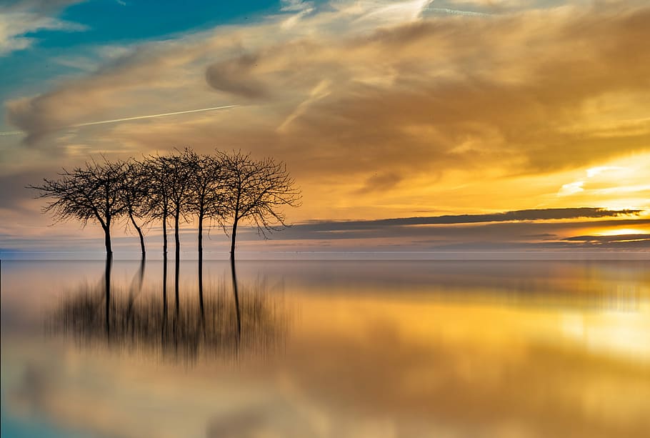 six black bare tree in body of water during horizon, sunset HD wallpaper