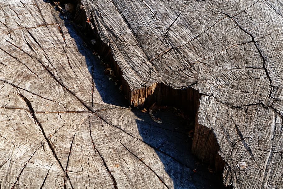 textures, tree, bark, trunk, nature, forest, dendocronología HD wallpaper