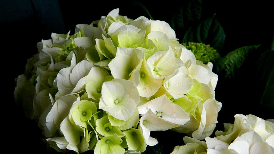 hydrangea, light, flower, plants, nature, flowering, black background HD wallpaper