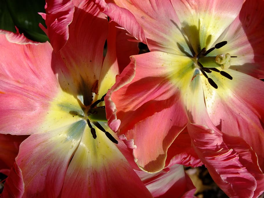 tulip, blossom, bloom, spring, plant, flower, early bloomer HD wallpaper