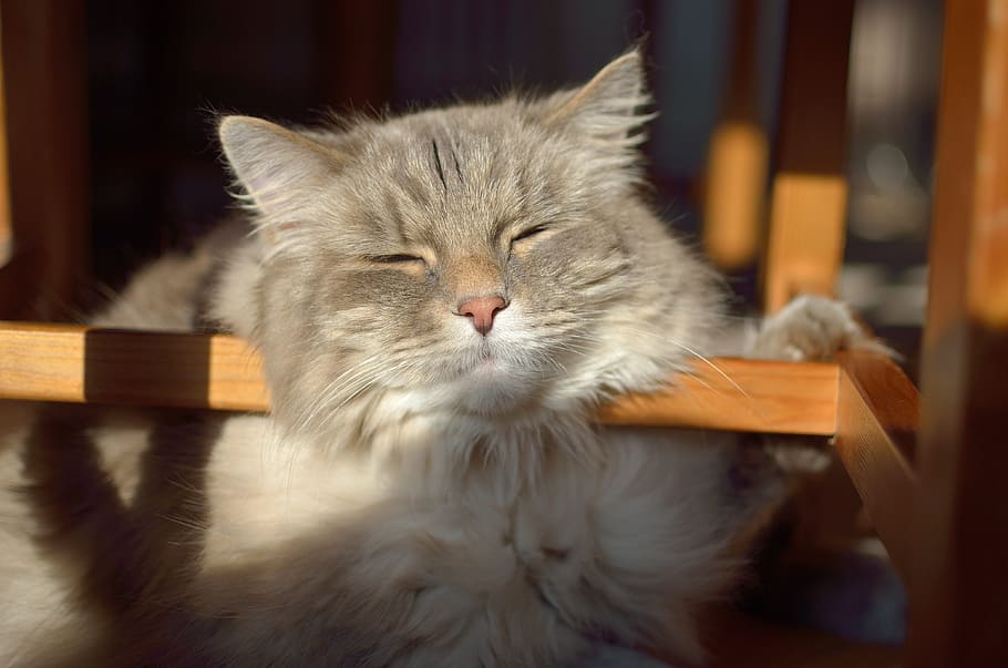 gray tabby cat, tired, nap, domestic, domestic animals, mammal HD wallpaper