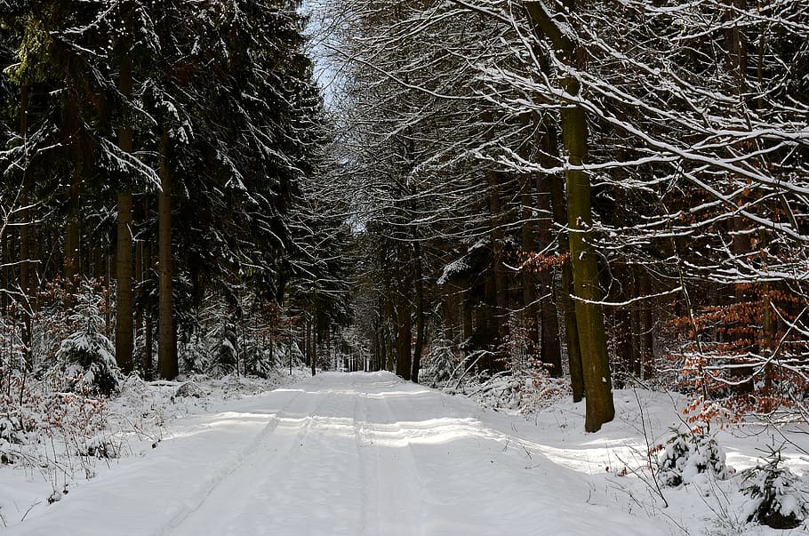snow, winter, cold, cold temperature, tree, plant, forest, land HD wallpaper