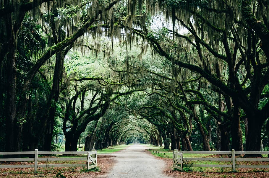 green leaf trees, pathway between fence and tall trees, photo HD wallpaper