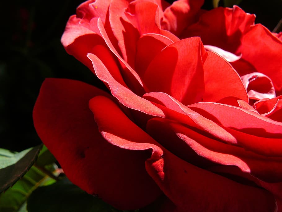red rose, romance, romantic, spring, flower, love, valentine, HD wallpaper