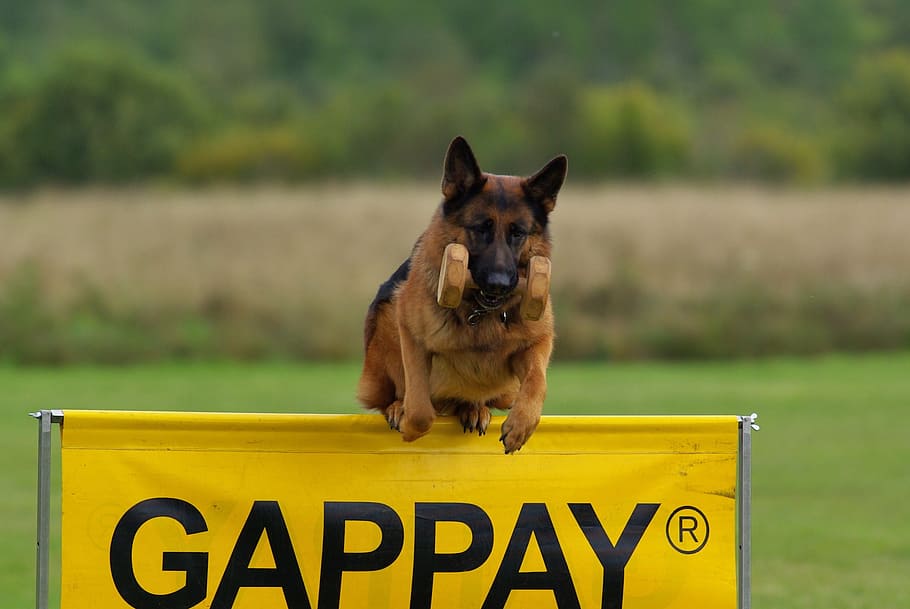 German shepherd best sale obedience competition