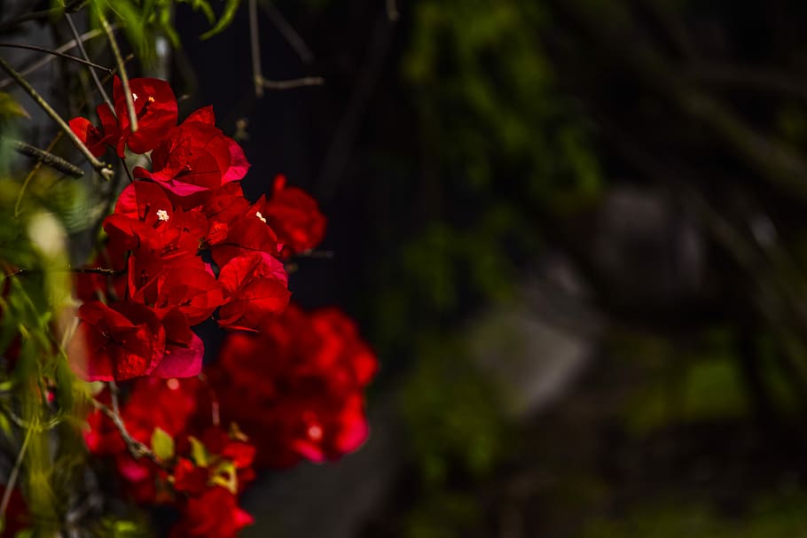 Flowers, Flora, Spring, Cluster, red, green, plant, growth HD wallpaper