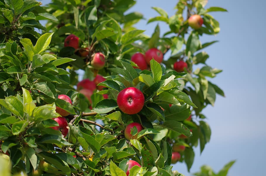 selective-focus photo of red apple fruit on tree, apple tree HD wallpaper