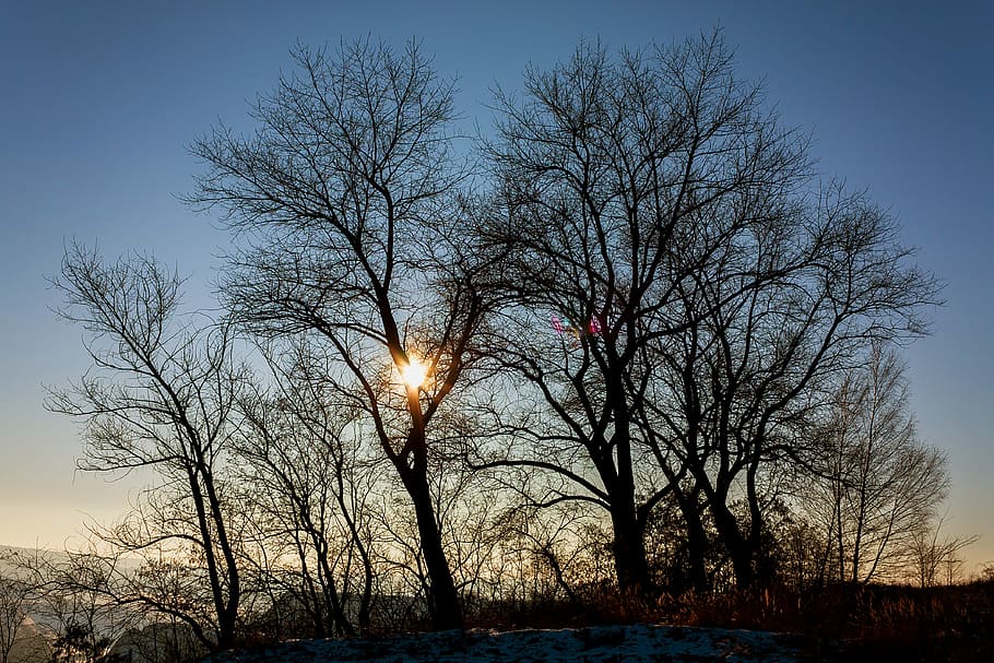 Sunset, Trees, Silhouette, Sky, landscape, evening sun, bare tree HD wallpaper