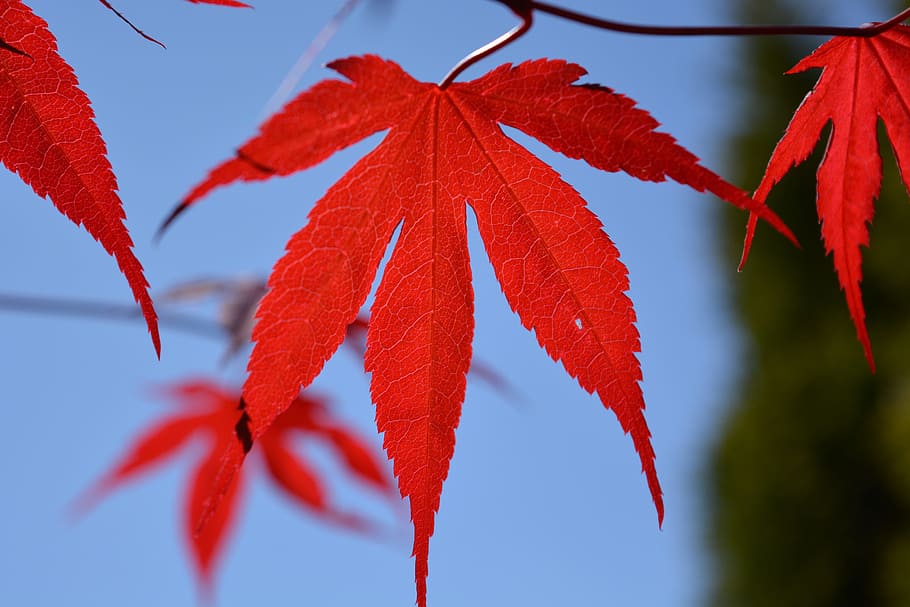 Blood, Maple, Leaf, Red, Tree, blood maple, maple leaf, leaves HD wallpaper