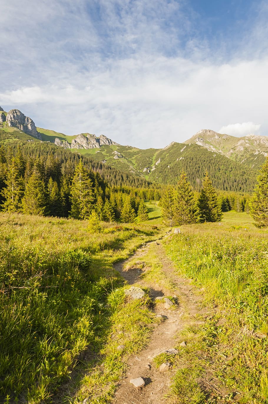nature, landscape, forest, plant, tranquil scene, tranquility HD wallpaper
