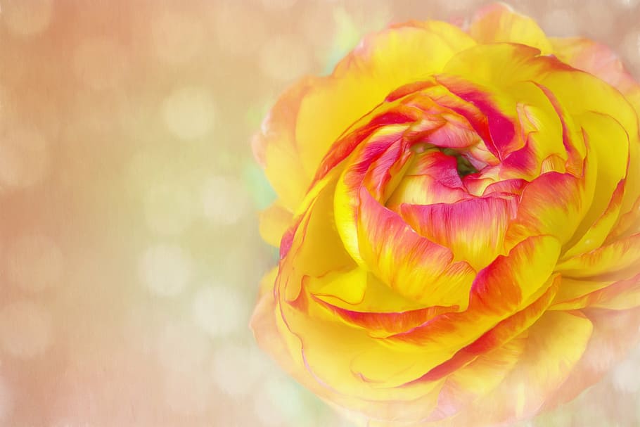 yellow and pink petaled flower, image, blossom, bloom, ranunculus, HD wallpaper
