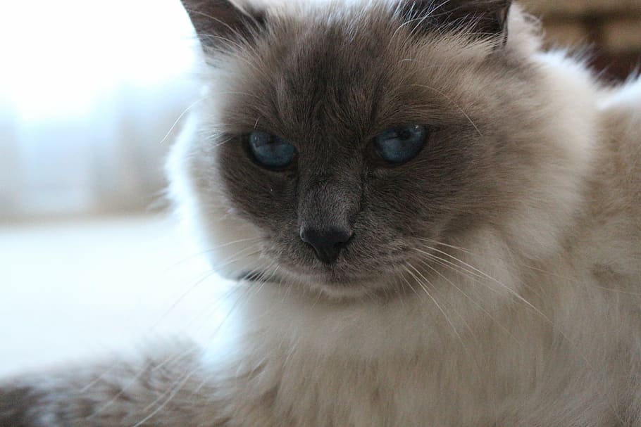 birman, blue eyes, cat, close-up, portrait, feline, animal, HD wallpaper