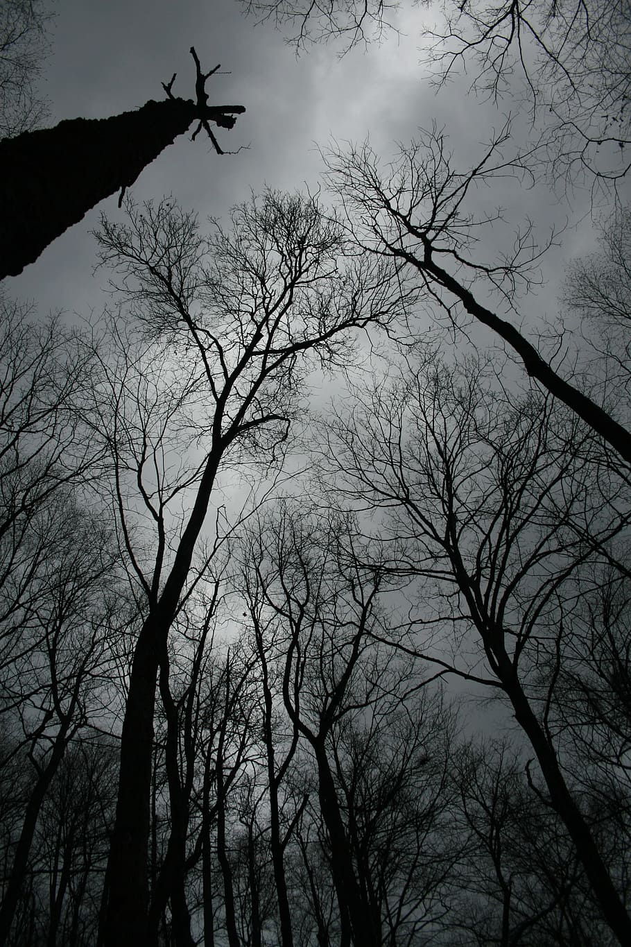 trees, winter, black, gray, forest, cold, nature, dark, silhouettes HD wallpaper