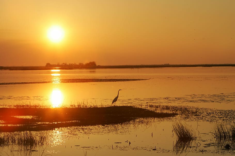 bird on body of water at golden hour, sunset, landscape, sky HD wallpaper