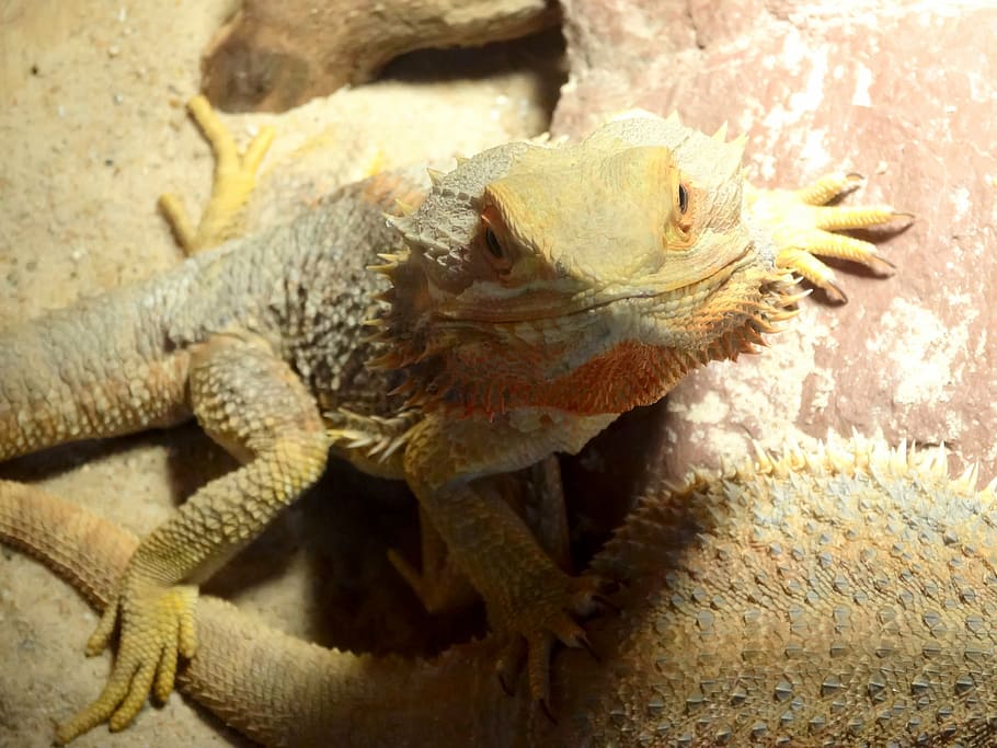 yellow, lizard, reptile, animals, lizards, animal themes, animals in the wild HD wallpaper