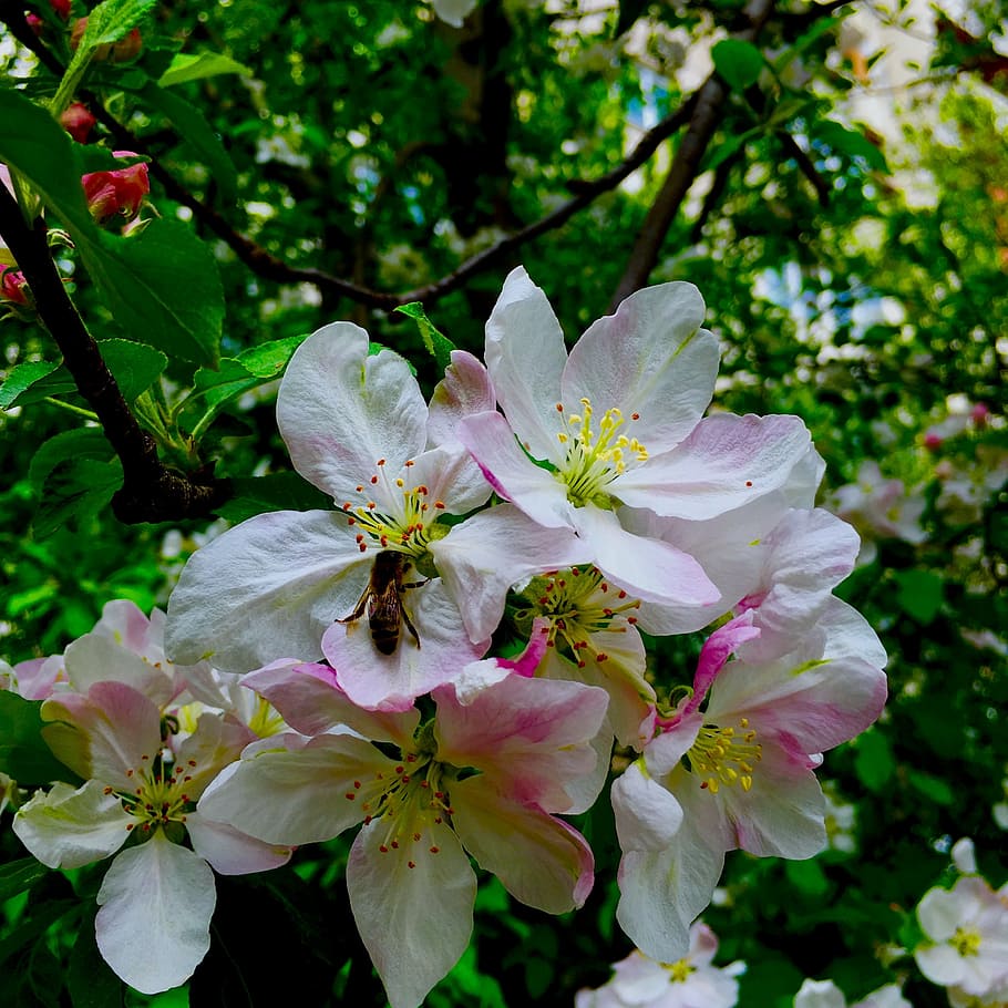 flowers, spring, bee, nature, natural, spring flower, floral HD wallpaper
