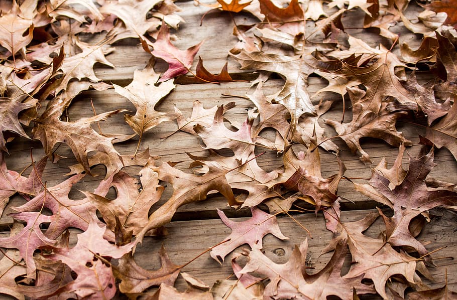 pattern, nature, desktop, dry, abstract, autumn, leaves, plant part HD wallpaper