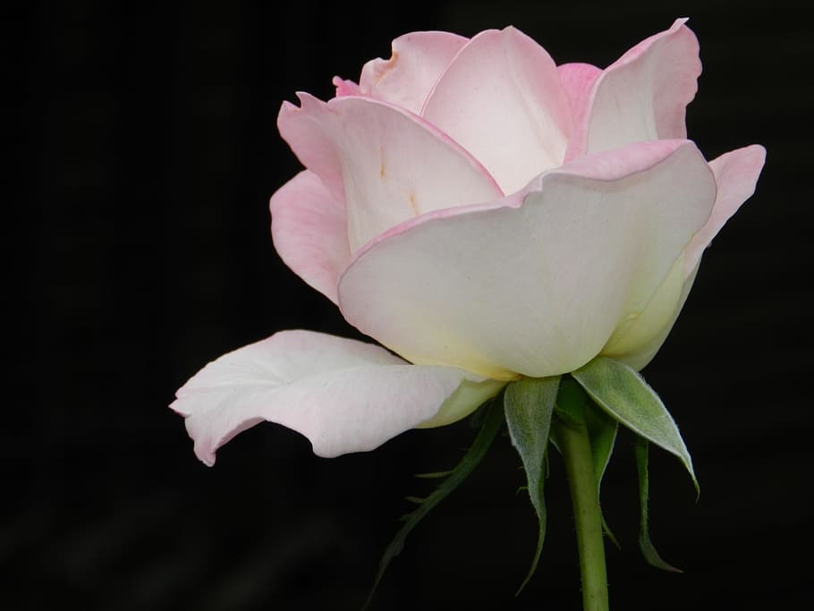 Flower, Blooming, rose, pink color, petal, fragility, flower head HD wallpaper
