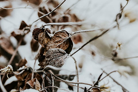Close-ups of snowy trees, closeup, leaves, pine, twig, branch HD wallpaper