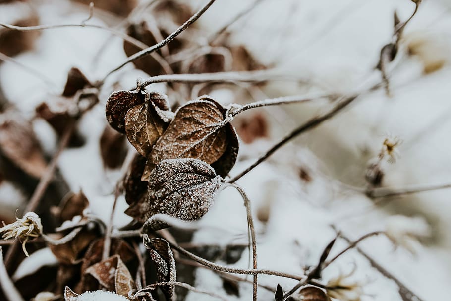 Close-ups of snowy trees, closeup, leaves, pine, twig, branch HD wallpaper