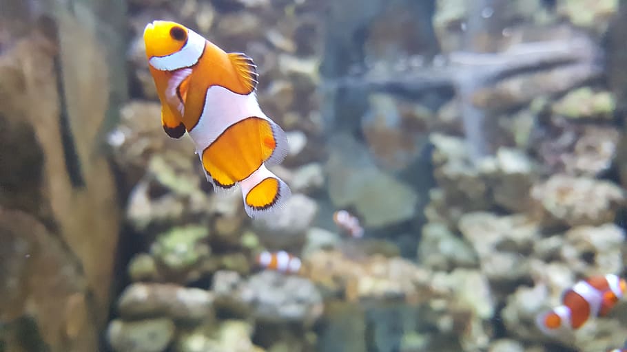 nemo, clownfish, aquarium, animal themes, sea, animal wildlife HD wallpaper