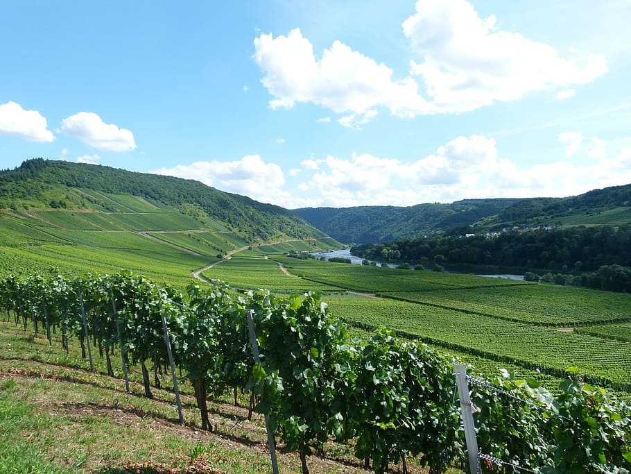vineyard, wine, winemaker, cell, barl, landscape, the moselle valley, HD wallpaper