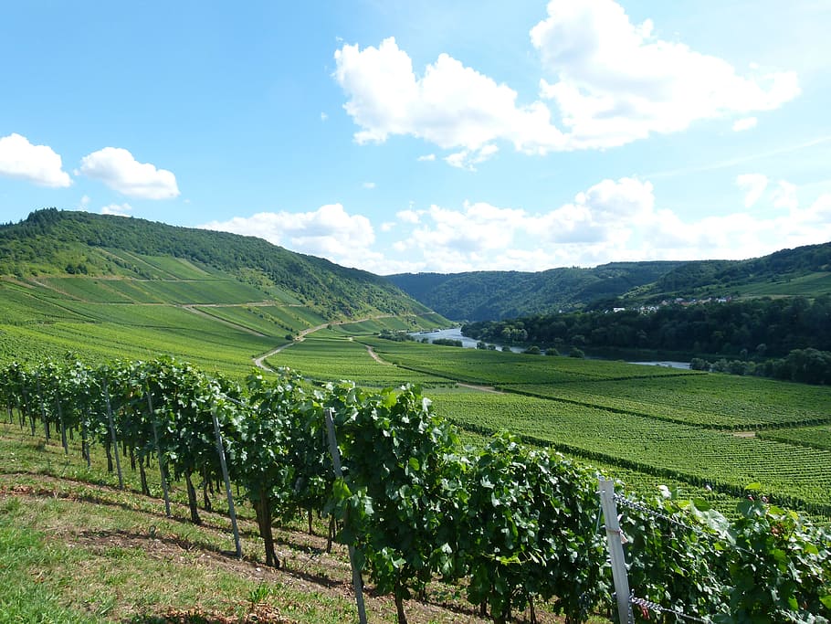 vineyard, wine, winemaker, cell, barl, landscape, the moselle valley HD wallpaper