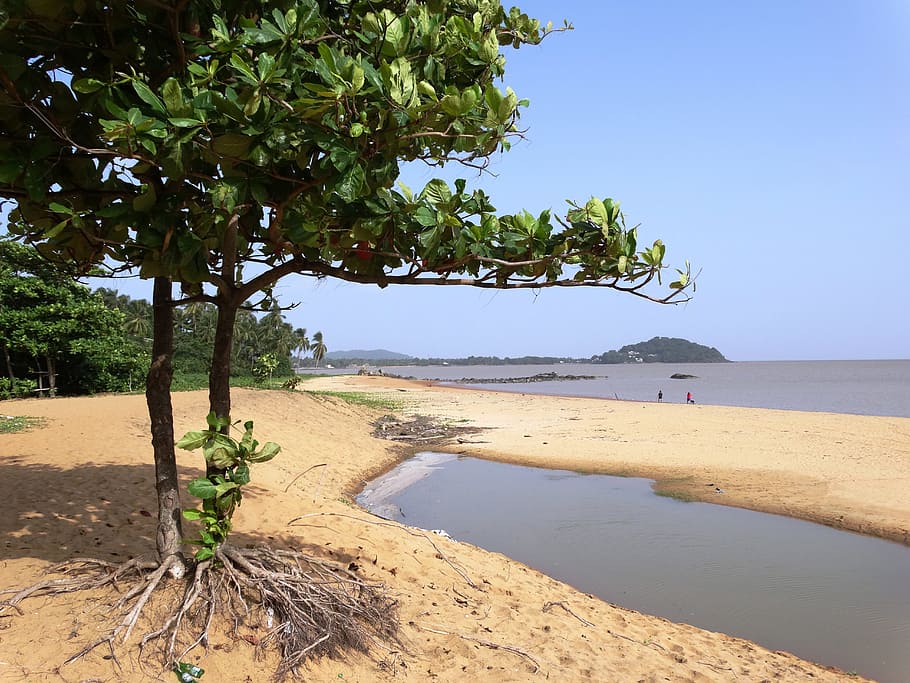 Beira Mar, Orla, French Guiana, cayenne, tree, beach, tranquil scene