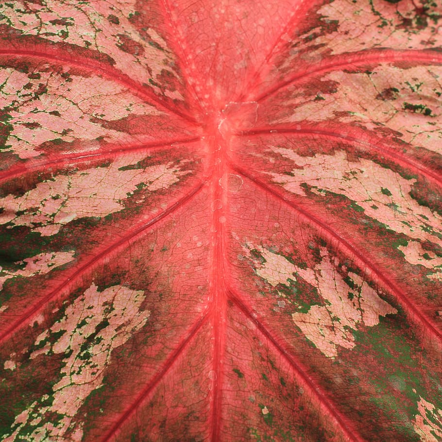 texture, leaf, plant, nature, green, pattern, natural, floral HD wallpaper